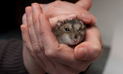 hamster on hands