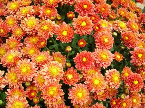 Φθινοπωρινά λουλούδια - Χρυσάνθεμο