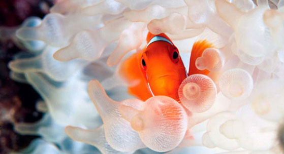 Clownfish