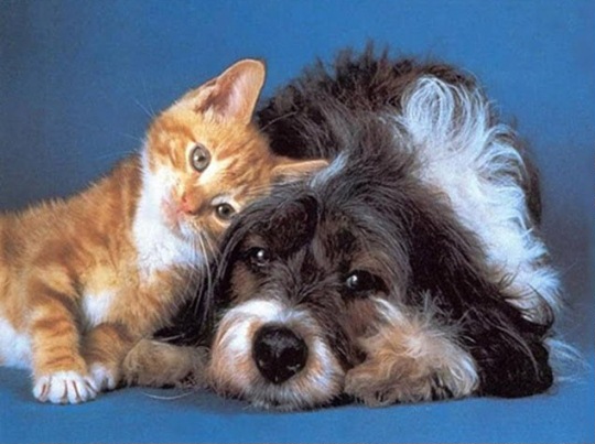 Kitty and dog