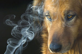 Dog and smoke