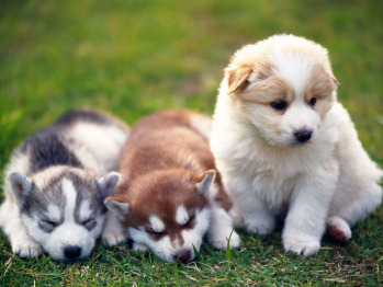 Puppies