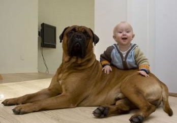 Παιδί και σκύλος