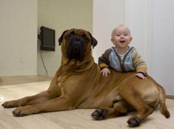Παιδί και σκύλος