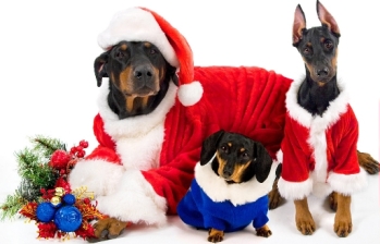 Χριστουγεννιάτικη στολή για σκύλους