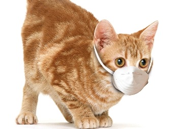 Cat with mask