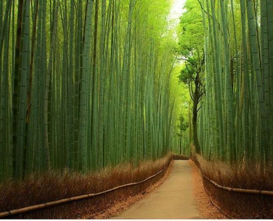 Δάσος από μπαμπού - Ιαπωνία