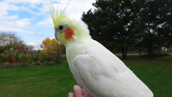 Cockatiel