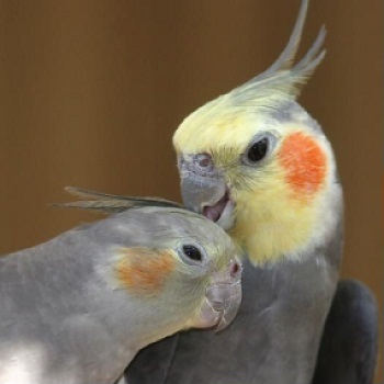 Cockatiel