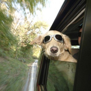 Σκύλος με γυαλιά
