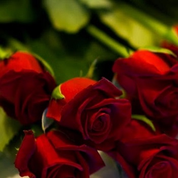 Κόκκινα τριαντάφυλλα