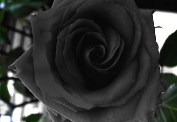 Μαύρο τριαντάφυλλο