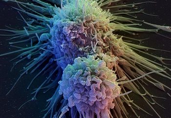 Τ-λεμφοκύτταρα