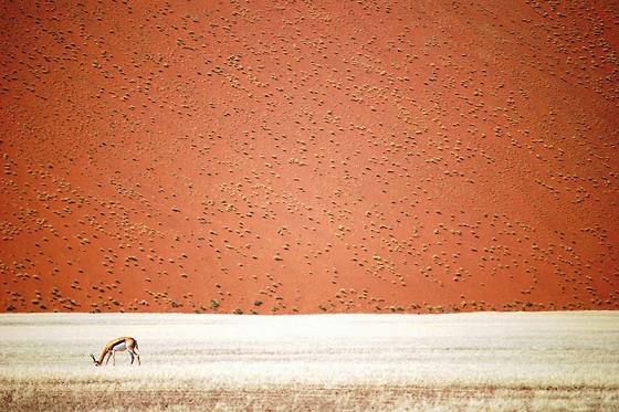 Namibian Desert 
