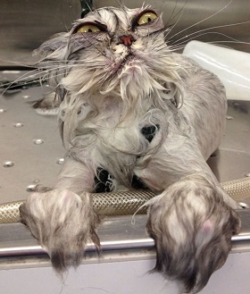 funny wet pets before and after bath 1b
