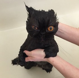funny wet pets before and after bath 3b