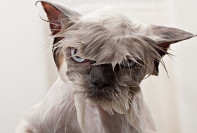 funny wet pets before and after bath 4b