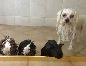 funny wet pets before and after bath 5b