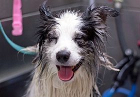 funny wet pets before and after bath 6b