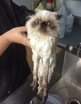 funny wet pets before and after bath 9b