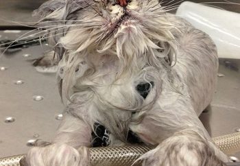 funny wet pets before and after bath