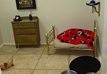 Room for chihuahua dog