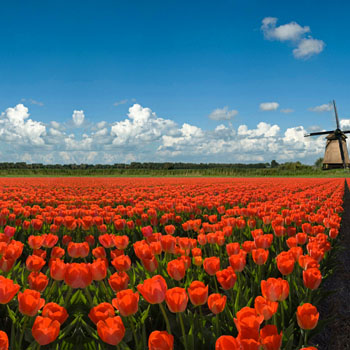 Keukenhof