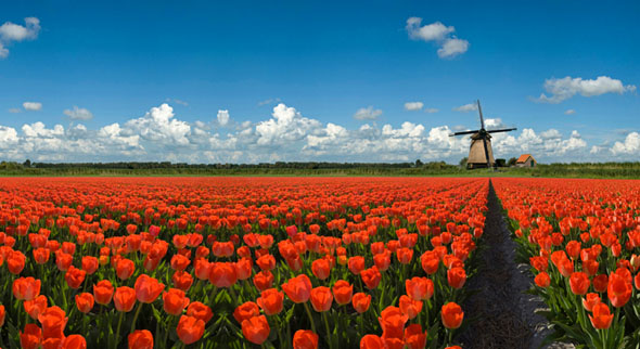 Keukenhof 3