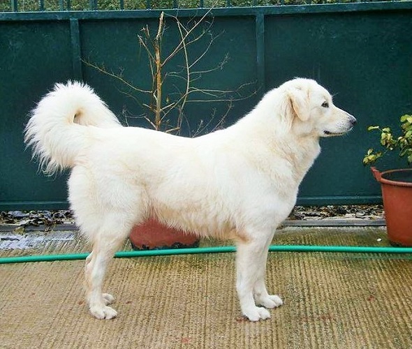 Λευκό Ελληνικό Τσοπανόσκυλο