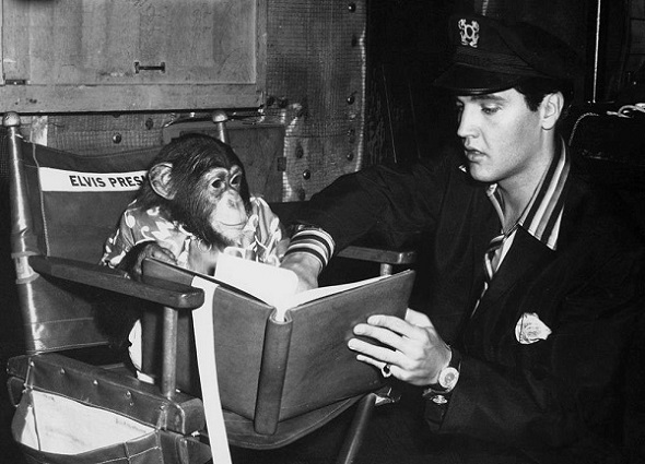Elvis Presley και χιμπατζής