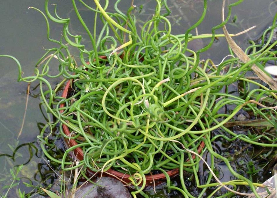 Corkscrew Grass