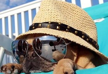 Σκύλος με γυαλιά και καπέλο