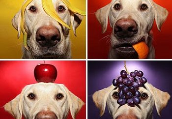 Σκύλος και φρούτα