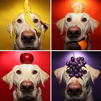 Σκύλος και φρούτα