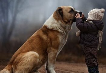 Σκύλος και παιδί