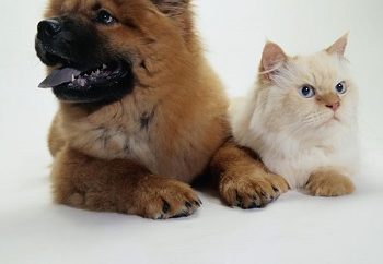 Σκύλος ή γάτα