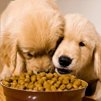 Σκύλοι και ξηρά τροφή
