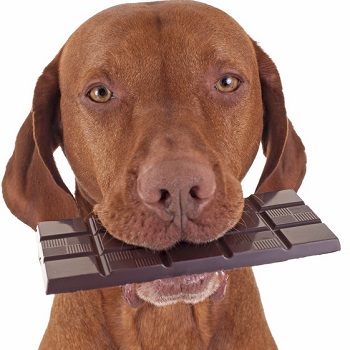 Σκύλος και σοκολάτα