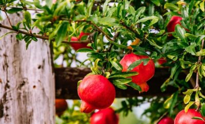 Ρόδια πότε τα μαζεύουμε από το δέντρο