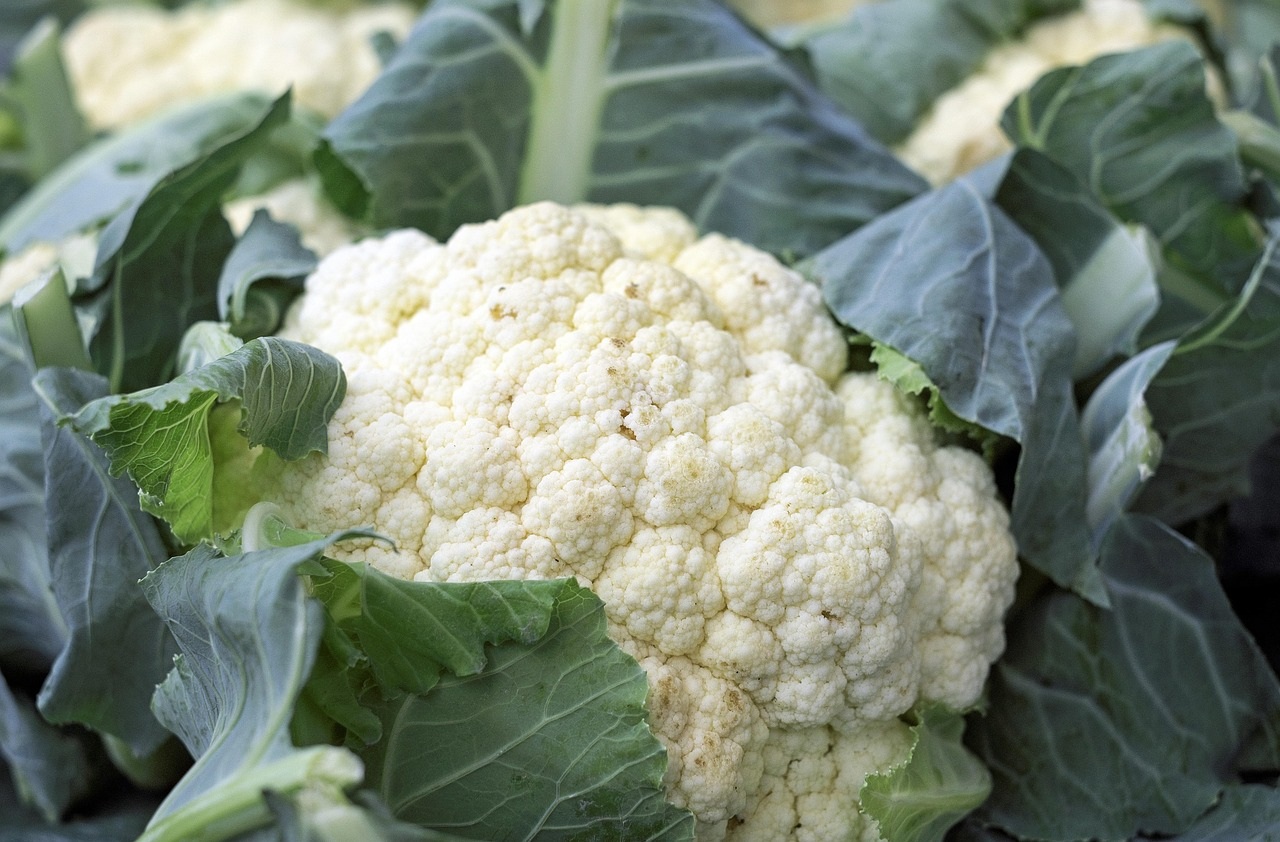 φθινοπωρινός κήπος κουνουπίδι